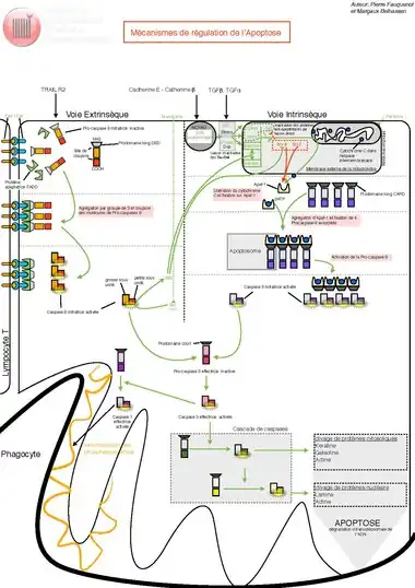 Mécanisme de régulation de l'Apoptose