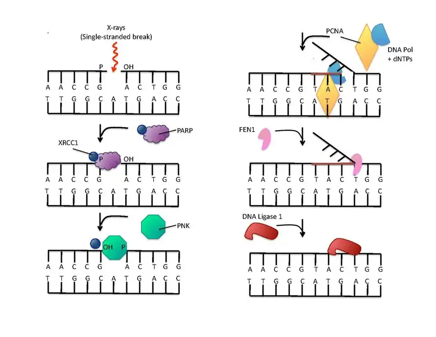 (en) La réparation de l'ADN rompu sur un seul brin est amorcée par la liaison à la PARP-1. La protéine XRCC1&nbsp;(en) forme un complexe avec une polynucléotide kinase (PNK) qui agit sur les extrémités des brins. La protéine PCNA sert de clamp pour assister l'activité de l'ADN polymérase. La protéine FEN1&nbsp;(en) élimine ensuite le brin 5’ remplacé, et enfin une ADN ligase assure la suture des brins réparés.